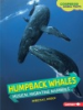Humpback_whales