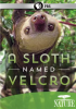 A_Sloth_Named_Velcro