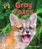 Gray_foxes
