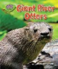 Giant_river_otters