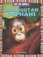 Orangutan_orphans