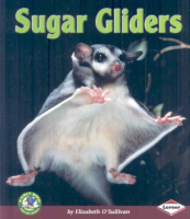 Sugar_gliders