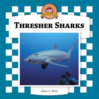 Thresher_sharks