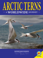 Arctic_terns