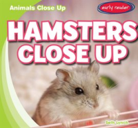 Hamsters_Close_Up