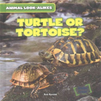 Turtle_or_tortoise_