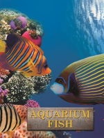 Aquarium_Fish